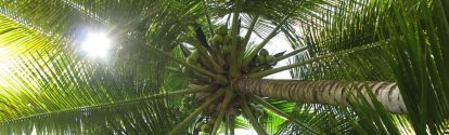 Drobni rolnicy na Filipinach robiÄ pierwszy waÅ¼ny krok na drodze do produkcji ekologicznego oleju kokosowego, Drobni rolnicy na Filipinach robią pierwszy ważny krok na drodze do produkcji ekologicznego oleju kokosowego