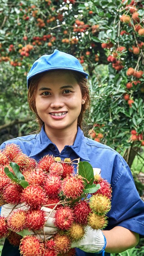 Smiling woman in blue shit and blue hat holding red fruit in a rambutan farm