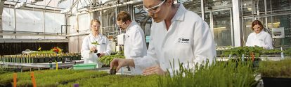 Ein Forschungsteam untersucht Einflüsse auf die Gesundheit bei unterschiedlichen Nutzpflanzen. Sie forschen im Gewächshaus des Forschungsstandorts Research Triangle Park, North Carolina. Dieser Standort spielt eine führende Rolle bei den globalen Forschungsaktivitäten der BASF zur Pflanzengesundheit.