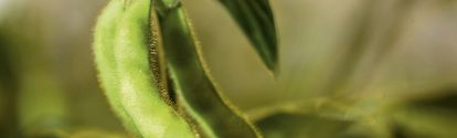 Samenhülse einer transgenen Sojabohnenpflanze im Gewächshaus. Die Samen werden später geerntet und zum Zwecke weiterer Tests verarbeitet und unter kontrollierten Bedingungen gelagert.