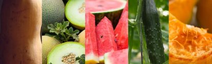 AR-calabaza-melon-pepino-sandia-zapallo