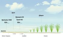 Ilustracion de crecimiento de plantaciones de arroz BASF Argerntina