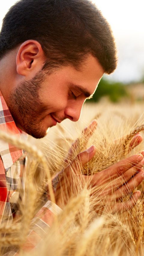 Smiling farmer holding and smelling a bunch of ripe cultivated wheat ears in hands. Agronomist examining cereal crop before harvesting on sunrise. Golden field on sunset. Organic farming concept.