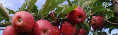 AR-cultivo-de-manzana.jpg