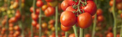 Tomates rojos en cultivo BASF Argentina