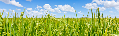 Campo de cultivo de arroz BASF Argentina