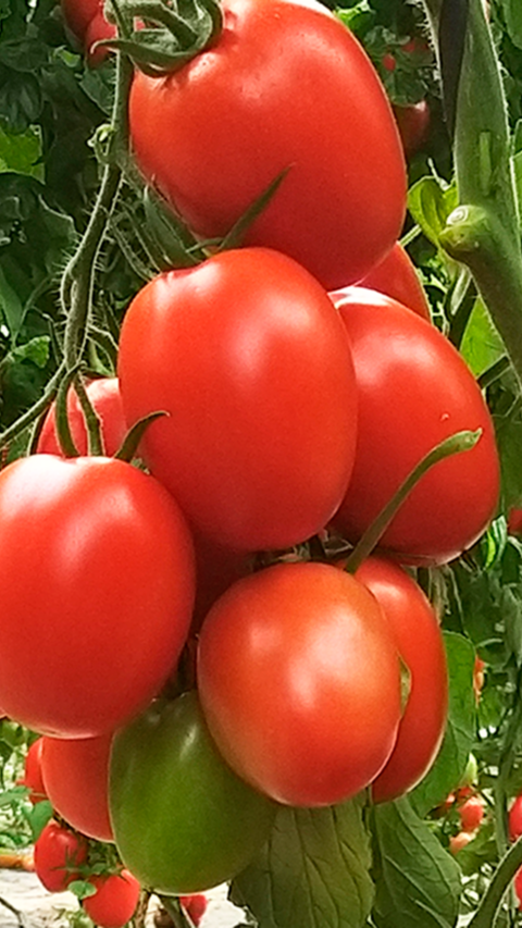 Azovian tomate pera grande de Nunhems