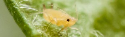 A close-up of a peach aphid on a leaf