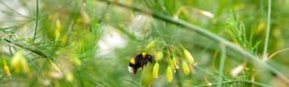 Asparagus Breeding - Bumble Bee.jpg