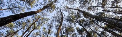 Cultivo de Pinus de baixo para cima BASF Brasil
