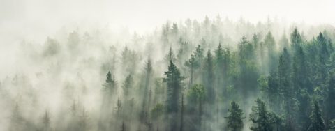Panoramic view of forest with morning fog