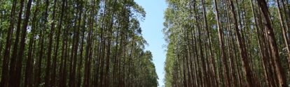 Cultura de pinus floresta BASF Brasil