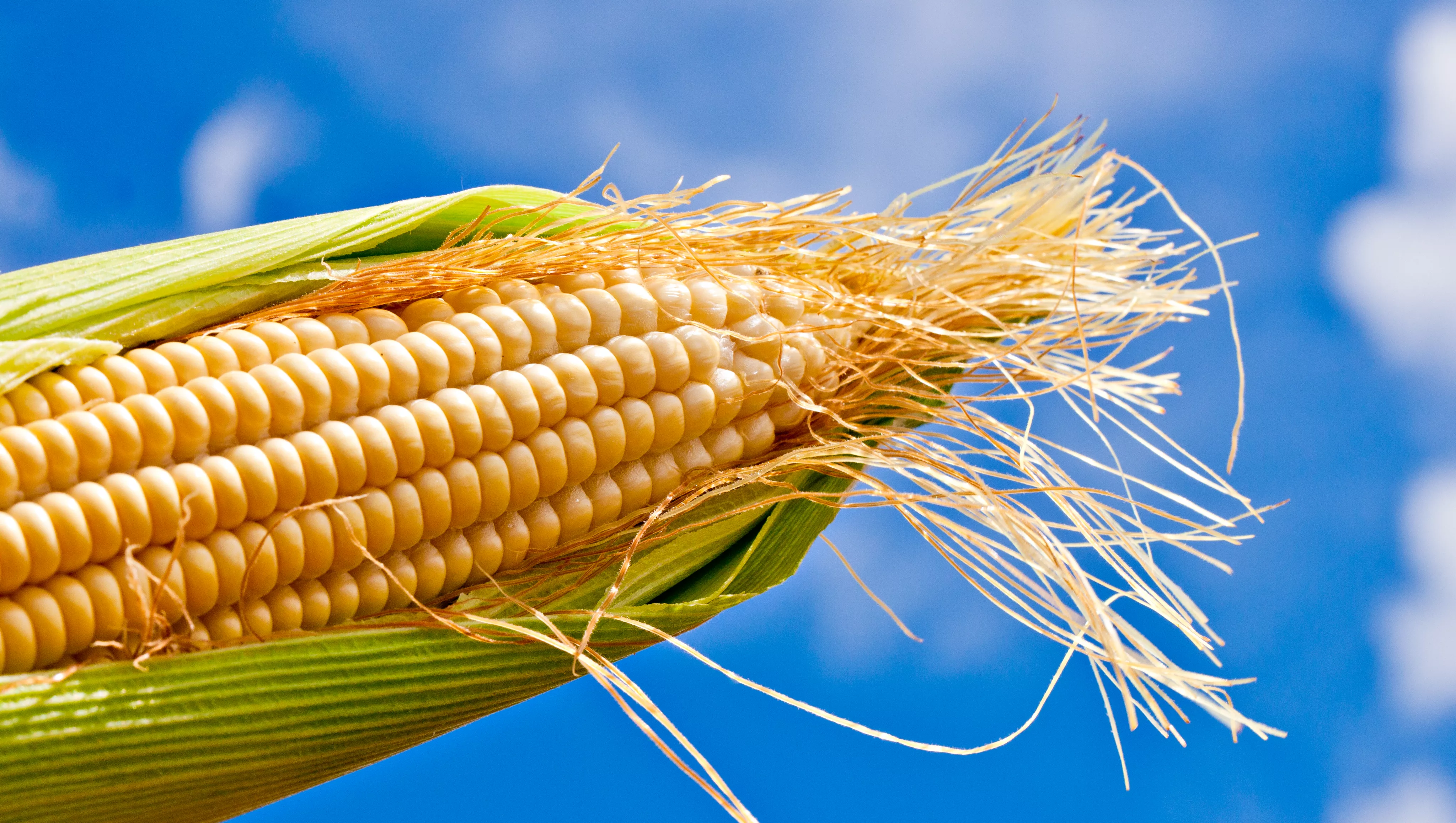 Herbicida Sonda HT para a cultura do milho!