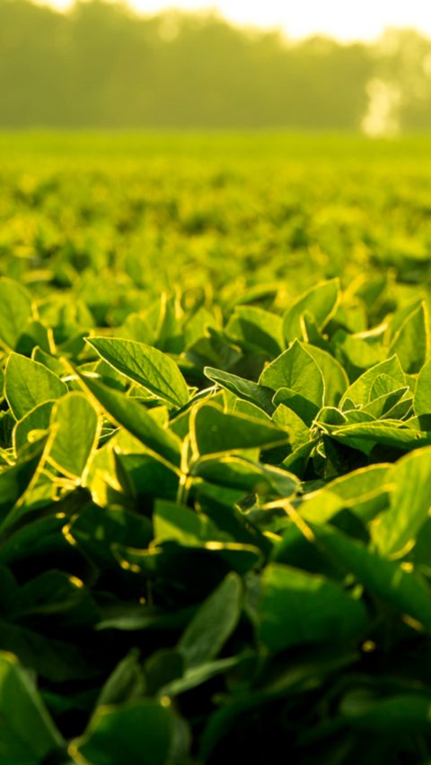 Soy Leaves at Sunset