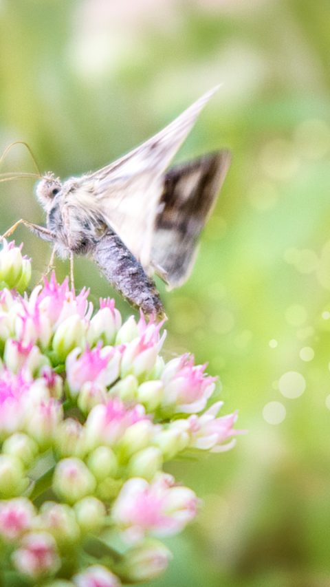 Butterfly-Noctuidae_27459.jpg