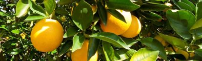 CL-cultivo-de-citricos.jpg