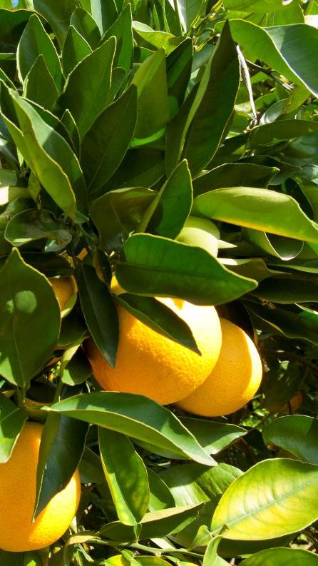 CL-cultivo-de-citricos.jpg