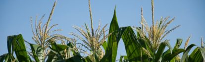 CL-cultivo-de-maiz.jpg
