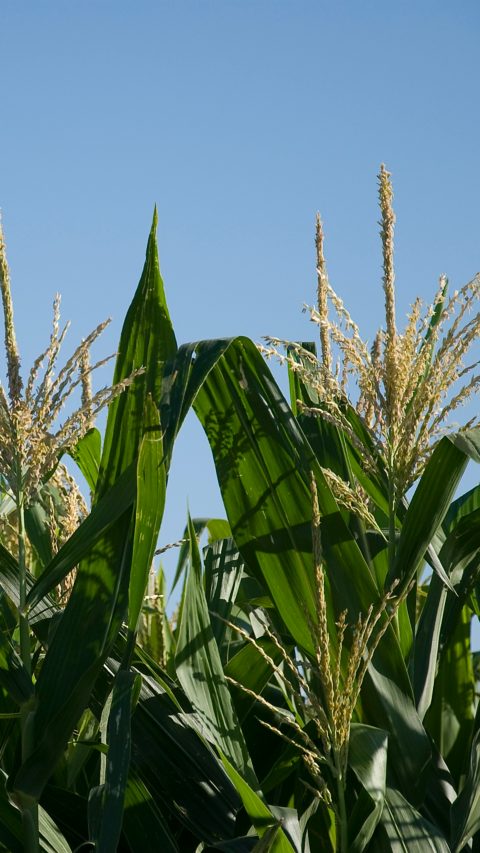CL-cultivo-de-maiz.jpg