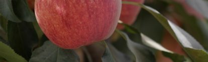 CL-cultivo-de-manzanas.jpg