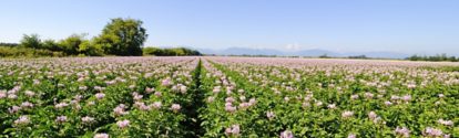 potato flowers blooming in the field,delta,bc,canada