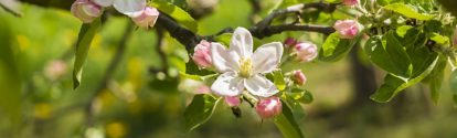 Germany, Hesse, Kronberg, Blossoms of apple tree, Malus domestica
