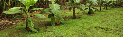 Cultivo de Banano BASF Colombia