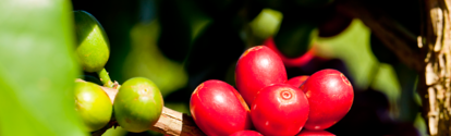 Fruta de café en el arbol BASF Colombia