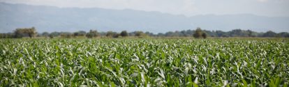 Cultivo de maiz BASF Colombia