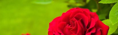 Dos rosas rojas sobre fondo verde BASF Colombia