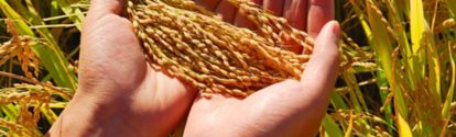 Dos manos sosteniendo semillas de arroz BASF Colombia