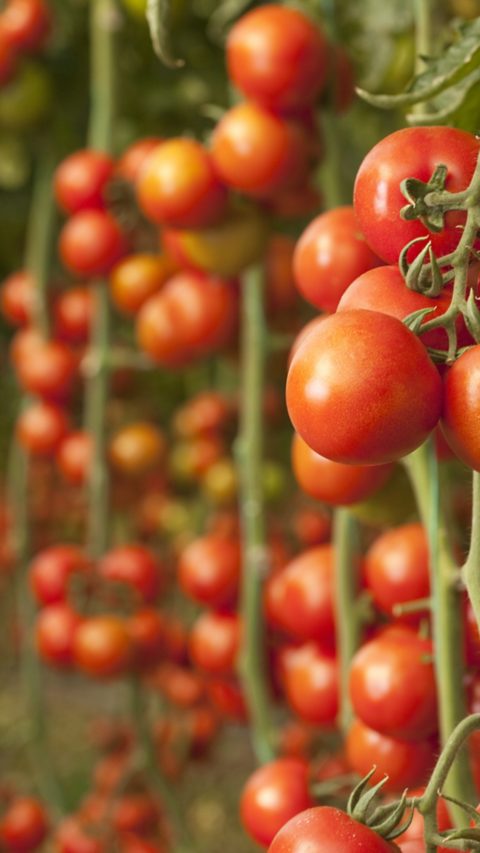 Plantacion de tomate rojo BASF Colombia