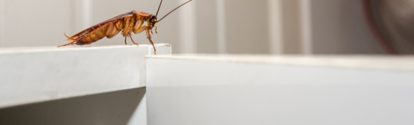 Close up a cockroach on white cupboard in the kitchen; Shutterstock ID 254770015