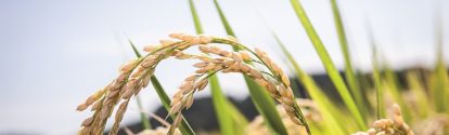 CR-cultivo-de-arroz.jpg