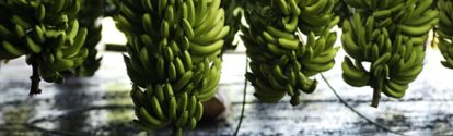 CR-cultivo-de-banano.jpg