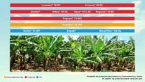 CR-estado-cultivo-banano.png