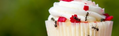 Closeup view of ants on a cupcake