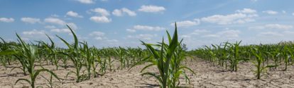dry corn field with young corn plants