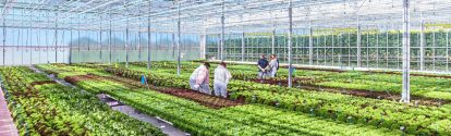 Cultivation of vegetables in a greenhouse.jpg