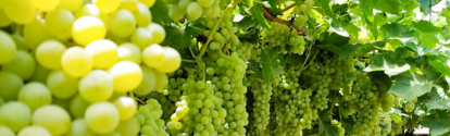 Cultivo de uva (4).png