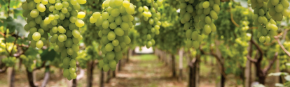 Cultivo de uva (5).png