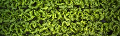 Digital imaging of hydroponic lettuce_01.jpeg
