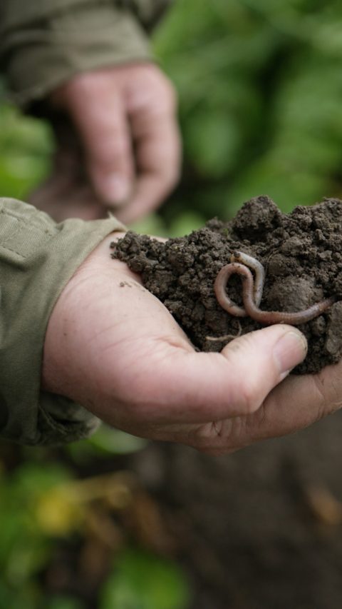 Farmers-hand-with-healthy-soil-and-worm.jpg