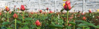 close-up of a rose on a blurred floral background in a greenhouse; Shutterstock ID 1184603245; Jobnummer: 0907000; Projekt: K-Messe; Endkunde: BASF SE, EV/K, Katja Homburg; Sonstiges: BASF SE, ESI/K Herr Baque