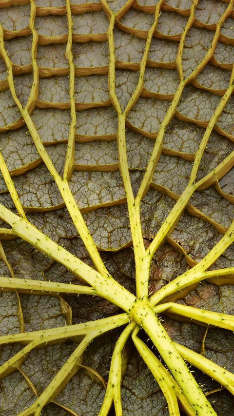 Viktoria-Seerose, Blattunterseite (Victoria amazonica), Amazonas-Wasserlilie, Riesenseerose