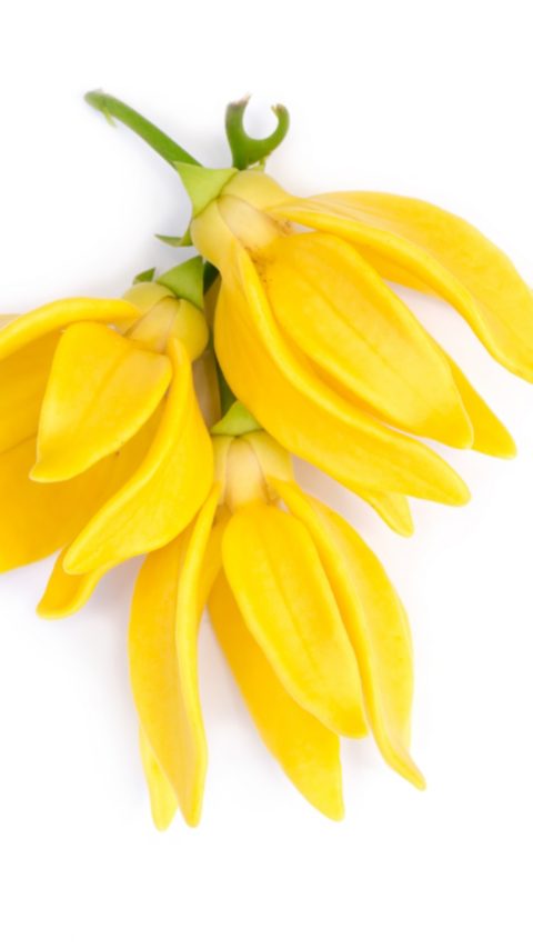 Natural Aroma Ingredients - Photo of ylang-ylang flower
