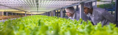 Team of biotechnology specialists observing racks of LED lit lettuce crops at vertical farming facility.