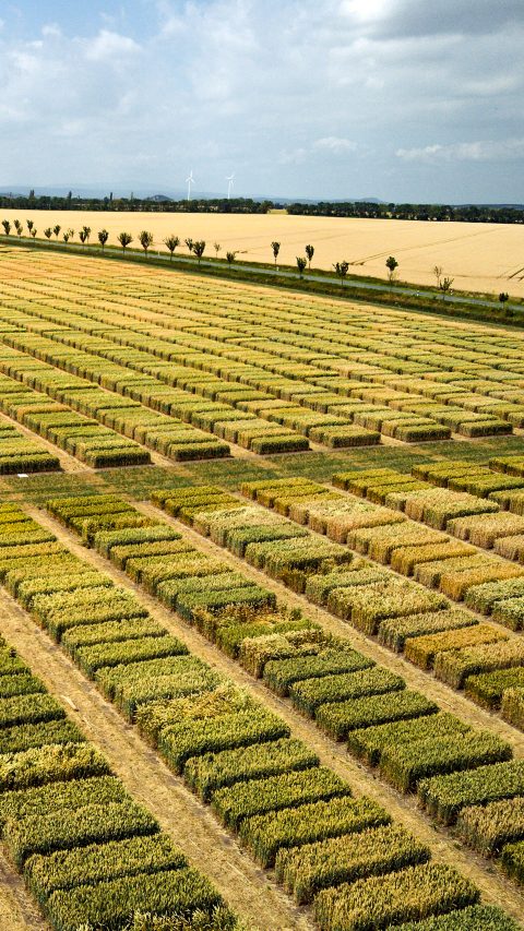 Hybrid wheat yield trial fields