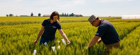BASF employees in hybrid wheat fields in France