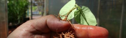 mão segurando uma planta de soja com lesões na raiz